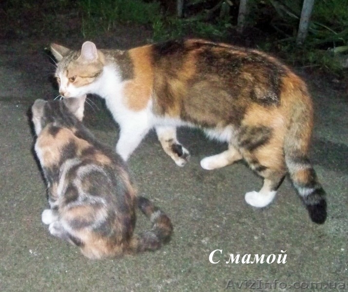Котенок ТРЕХЦВЕТНАЯ ДЕВОЧКА.  ОТДАМ в добрые руки - <ro>Изображение</ro><ru>Изображение</ru> #2, <ru>Объявление</ru> #287416
