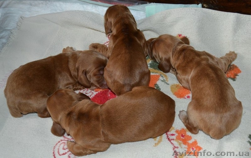 Продаются щенки английского кокера-спаниеля! - <ro>Изображение</ro><ru>Изображение</ru> #1, <ru>Объявление</ru> #316704