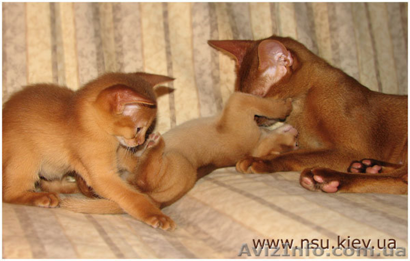 Абиссинский котенок ищет любящих хозяев - <ro>Изображение</ro><ru>Изображение</ru> #3, <ru>Объявление</ru> #314354