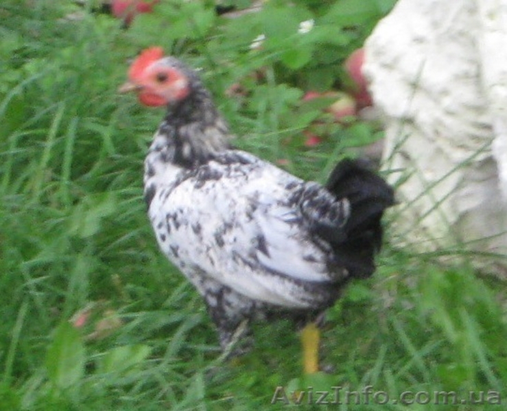 Продажа Декоративных (Мини) Кур  - <ro>Изображение</ro><ru>Изображение</ru> #3, <ru>Объявление</ru> #329928