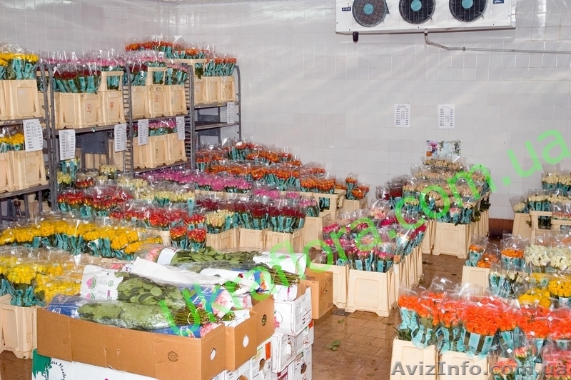 "УКРАФЛОРА" - Цветы оптом и в розницу - <ro>Изображение</ro><ru>Изображение</ru> #2, <ru>Объявление</ru> #327737