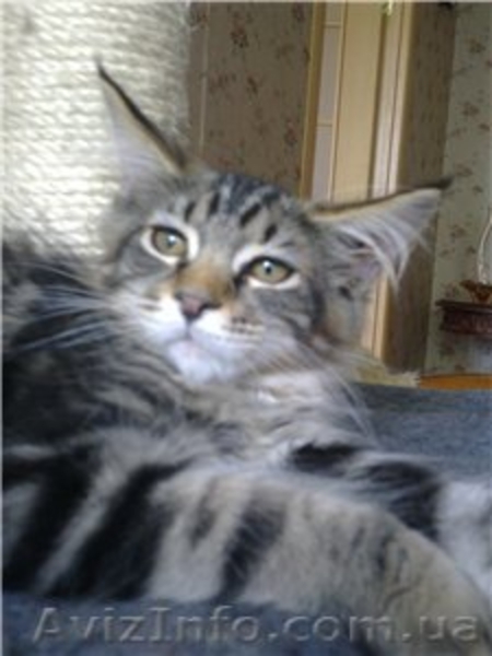 Питомник Cotillion - <ro>Изображение</ro><ru>Изображение</ru> #9, <ru>Объявление</ru> #317945