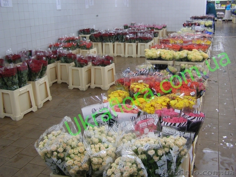 "УКРАФЛОРА" - Цветы оптом и в розницу - <ro>Изображение</ro><ru>Изображение</ru> #3, <ru>Объявление</ru> #327737