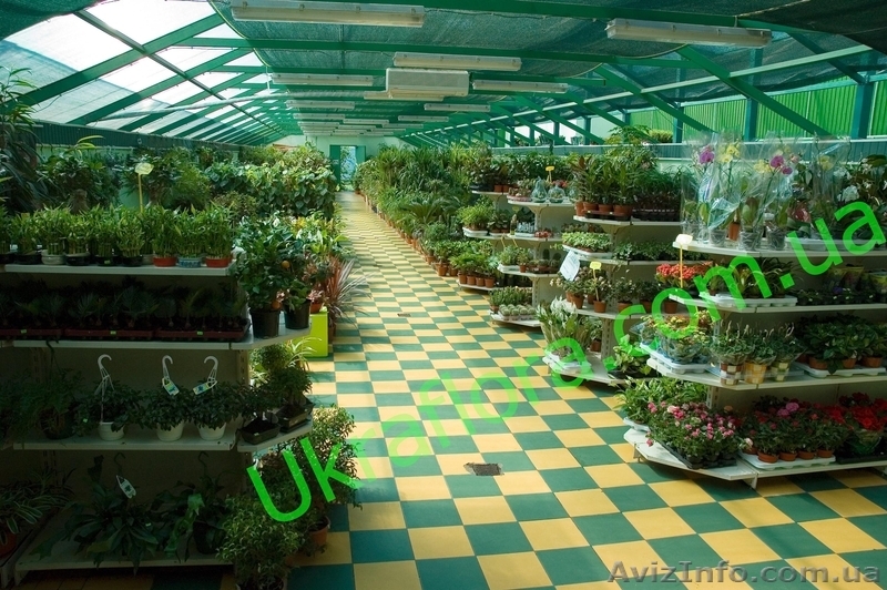 "УКРАФЛОРА" - Цветы оптом и в розницу - <ro>Изображение</ro><ru>Изображение</ru> #4, <ru>Объявление</ru> #327737