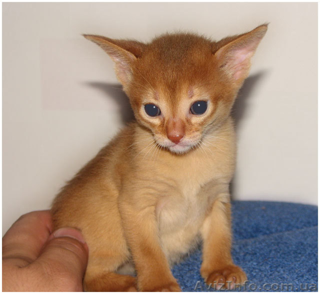 Абиссинский котенок ищет любящих хозяев - <ro>Изображение</ro><ru>Изображение</ru> #2, <ru>Объявление</ru> #314354