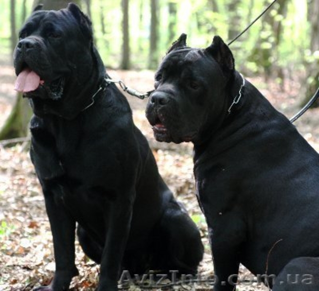 кане корсо щенки черного окраса - <ro>Изображение</ro><ru>Изображение</ru> #1, <ru>Объявление</ru> #327653