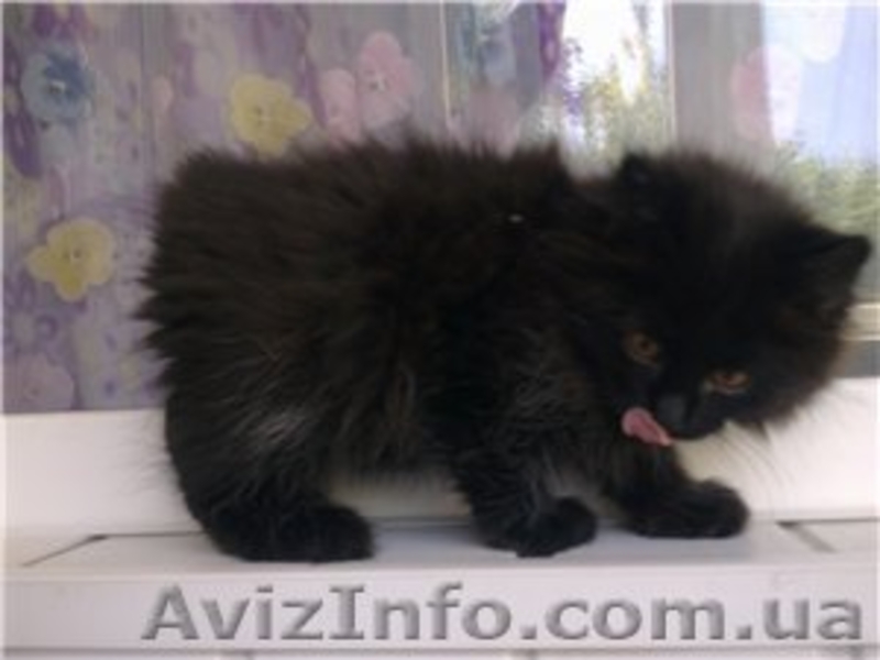 Питомник Cotillion - <ro>Изображение</ro><ru>Изображение</ru> #4, <ru>Объявление</ru> #317945