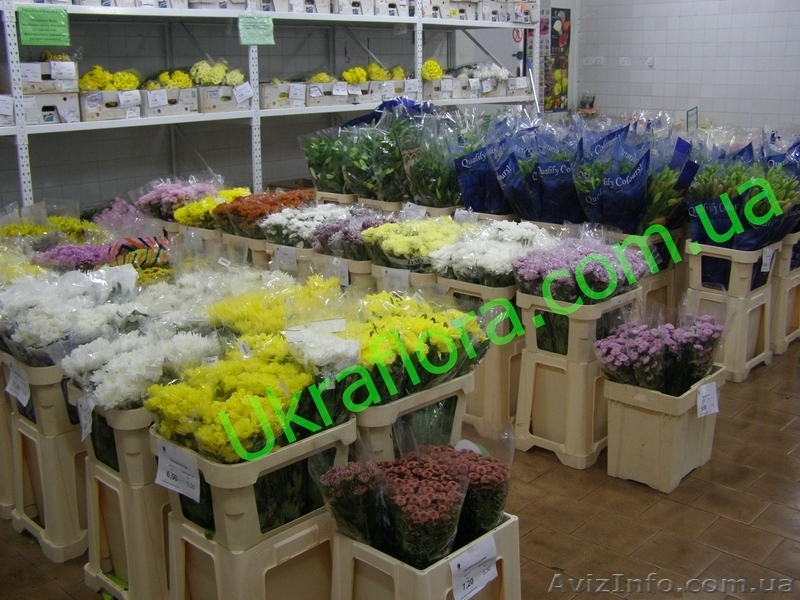 "УКРАФЛОРА" - Цветы оптом и в розницу - <ro>Изображение</ro><ru>Изображение</ru> #7, <ru>Объявление</ru> #327737