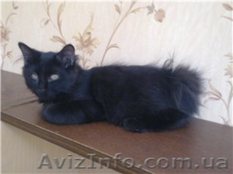 Питомник Cotillion - <ro>Изображение</ro><ru>Изображение</ru> #5, <ru>Объявление</ru> #317945