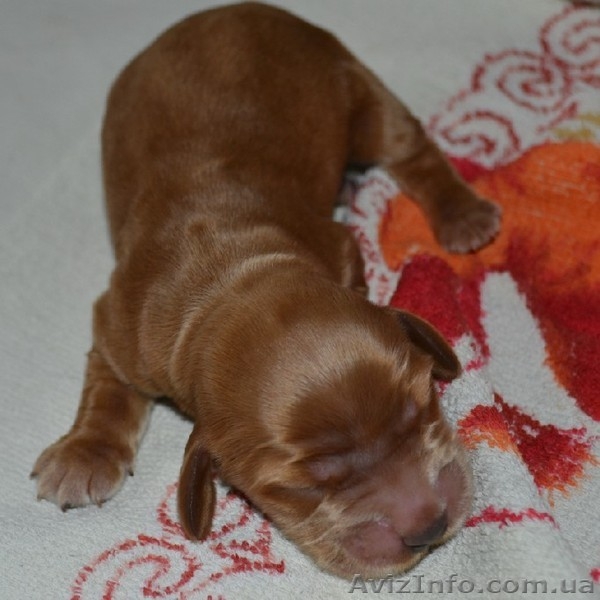 Продаются щенки английского кокера-спаниеля! - <ro>Изображение</ro><ru>Изображение</ru> #8, <ru>Объявление</ru> #316704