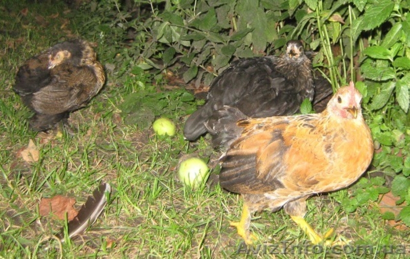 Продажа Декоративных (Мини) Кур  - <ro>Изображение</ro><ru>Изображение</ru> #4, <ru>Объявление</ru> #329928