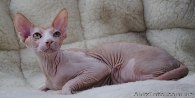 Продам Канадского Кота, Леопольда - <ro>Изображение</ro><ru>Изображение</ru> #2, <ru>Объявление</ru> #321155