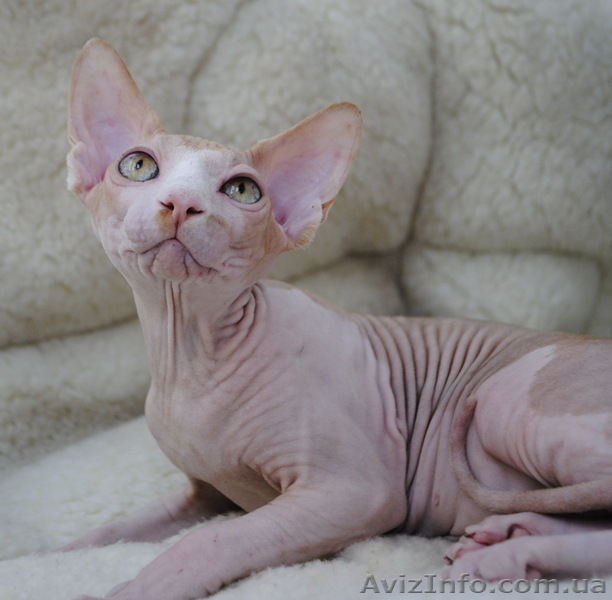 Продам Канадского Кота, Леопольда - <ro>Изображение</ro><ru>Изображение</ru> #1, <ru>Объявление</ru> #321155