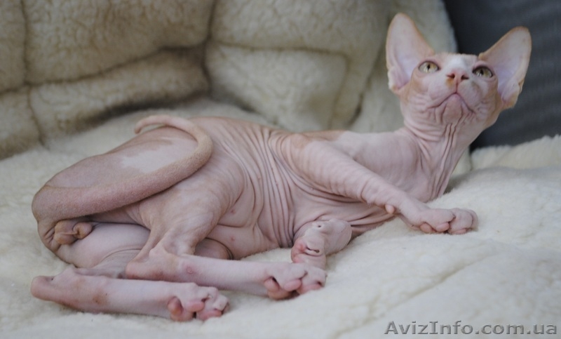 Продам Канадского Кота, Леопольда - <ro>Изображение</ro><ru>Изображение</ru> #3, <ru>Объявление</ru> #321155