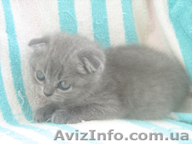 Продается шотландская вислоухая девочка голубого окраса - <ro>Изображение</ro><ru>Изображение</ru> #1, <ru>Объявление</ru> #329010