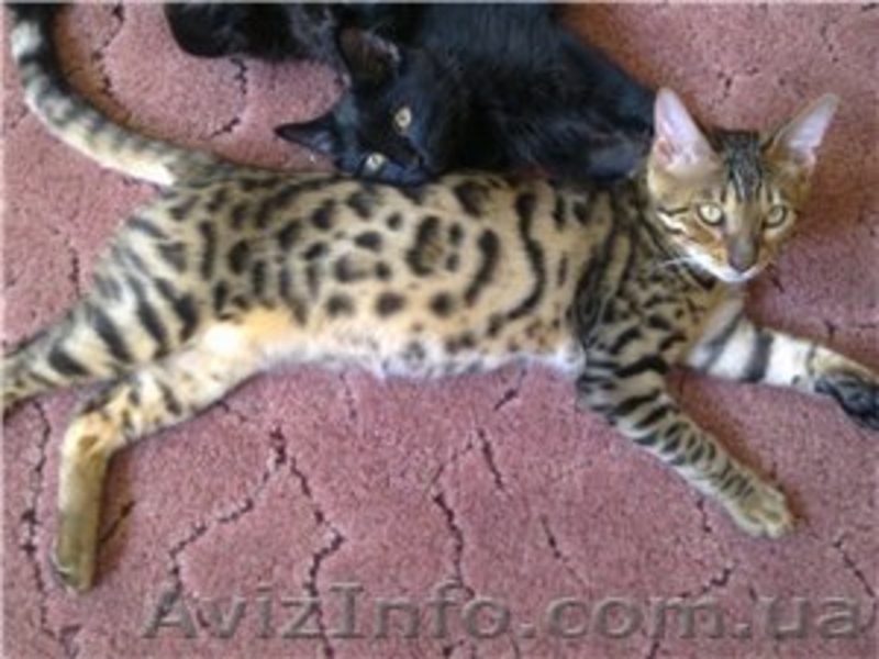 Питомник Cotillion - <ro>Изображение</ro><ru>Изображение</ru> #7, <ru>Объявление</ru> #317945