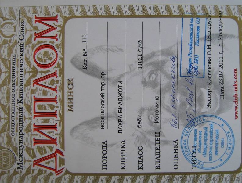 щенки йоркширского терьера, перспективные для выставок, 5 месяцев - <ro>Изображение</ro><ru>Изображение</ru> #9, <ru>Объявление</ru> #336074