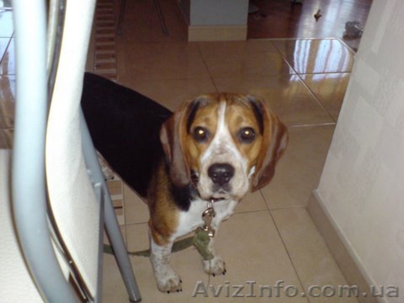 Щенки Бигля (алиментные) - <ro>Изображение</ro><ru>Изображение</ru> #2, <ru>Объявление</ru> #335286