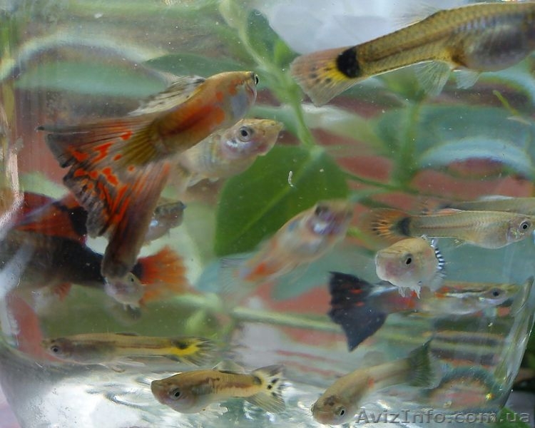Аквариумная рыбка - гуппи. Оболонь. даром - <ro>Изображение</ro><ru>Изображение</ru> #3, <ru>Объявление</ru> #328052
