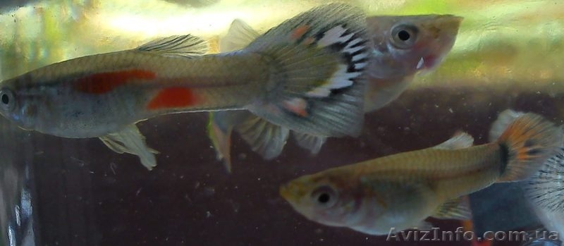 Аквариумная рыбка - гуппи. Оболонь. даром - <ro>Изображение</ro><ru>Изображение</ru> #4, <ru>Объявление</ru> #328052