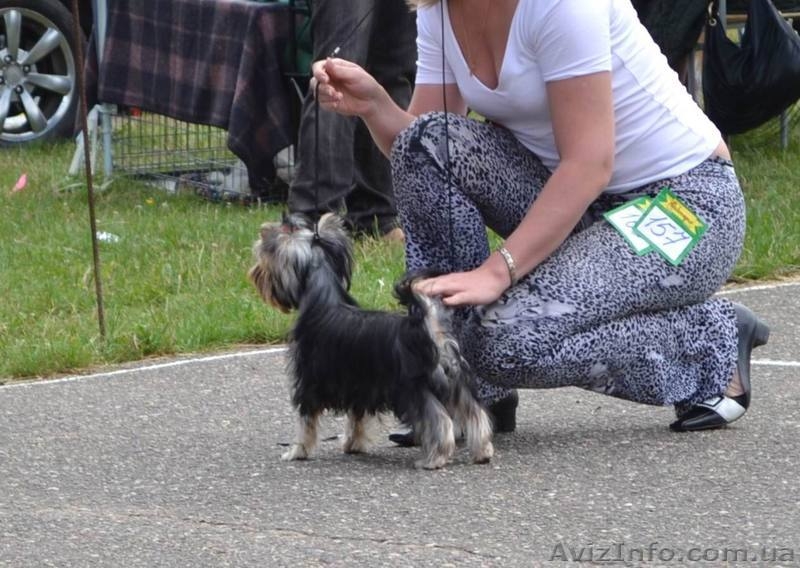 щенки йоркширского терьера, перспективные для выставок, 5 месяцев - <ro>Изображение</ro><ru>Изображение</ru> #4, <ru>Объявление</ru> #336074