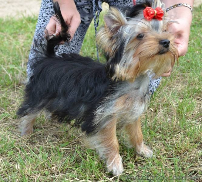 щенки йоркширского терьера, перспективные для выставок, 5 месяцев - <ro>Изображение</ro><ru>Изображение</ru> #7, <ru>Объявление</ru> #336074