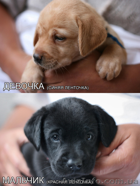 Продаются щенки лабрадора - <ro>Изображение</ro><ru>Изображение</ru> #1, <ru>Объявление</ru> #311245