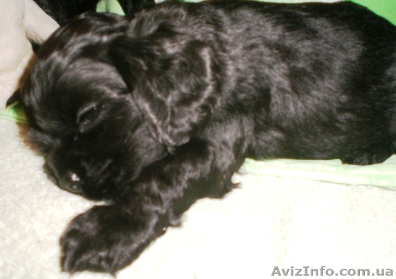 Продам щенков американского кокер-спаниеля, Вся Украина - <ro>Изображение</ro><ru>Изображение</ru> #2, <ru>Объявление</ru> #312461