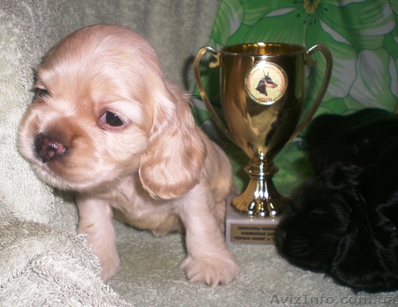Продам щенков американского кокер-спаниеля, Вся Украина - <ro>Изображение</ro><ru>Изображение</ru> #1, <ru>Объявление</ru> #312461