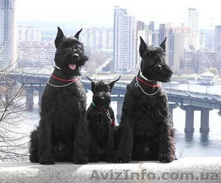 щенки ризеншнауцера - <ro>Изображение</ro><ru>Изображение</ru> #1, <ru>Объявление</ru> #243818