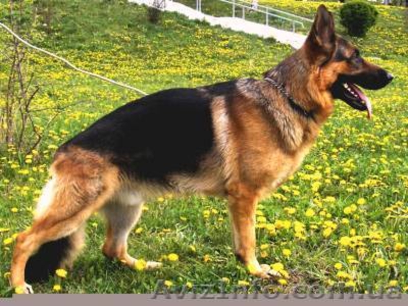 Крупные алиментные щенки Немецкой овчарки ! - <ro>Изображение</ro><ru>Изображение</ru> #2, <ru>Объявление</ru> #315852