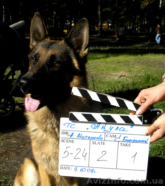 Крупные алиментные щенки Немецкой овчарки ! - <ro>Изображение</ro><ru>Изображение</ru> #3, <ru>Объявление</ru> #315852