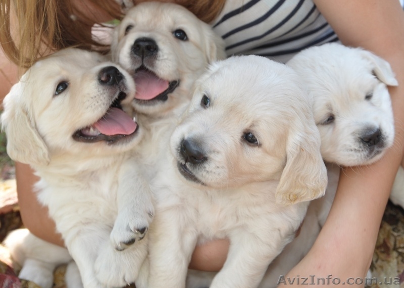 Элитные щенки золотистого ретривера. Питомник GoldenLife. - <ro>Изображение</ro><ru>Изображение</ru> #5, <ru>Объявление</ru> #330479