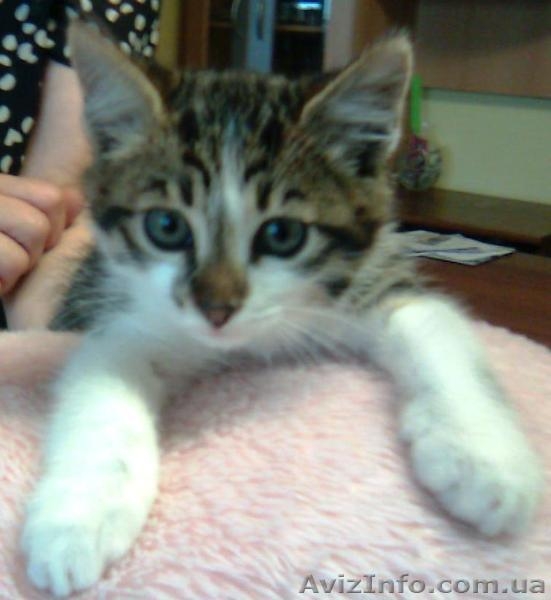 Озорные котята в подарок! - <ro>Изображение</ro><ru>Изображение</ru> #1, <ru>Объявление</ru> #314660