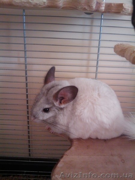 шиншиллы пара мальчик серый, девочка белая - <ro>Изображение</ro><ru>Изображение</ru> #2, <ru>Объявление</ru> #334935