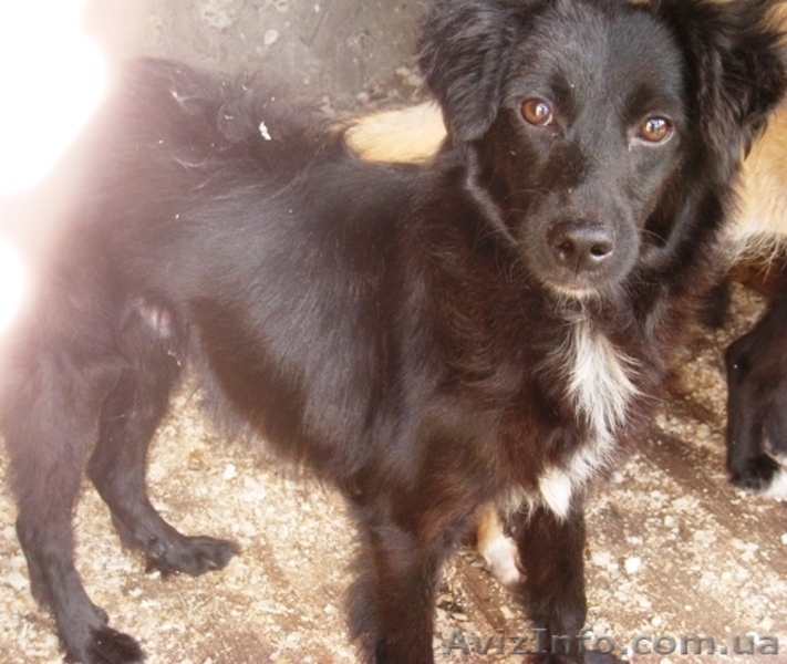 Щенки-метисы для частного дома, привиты! - <ro>Изображение</ro><ru>Изображение</ru> #6, <ru>Объявление</ru> #300713