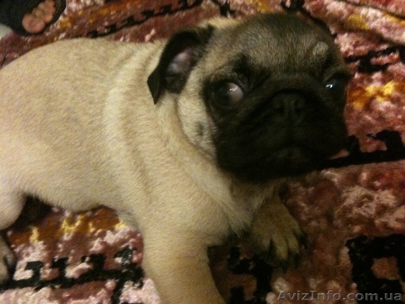 Щенки Мопса От Чемпиона Украины, Киев. - <ro>Изображение</ro><ru>Изображение</ru> #5, <ru>Объявление</ru> #310367
