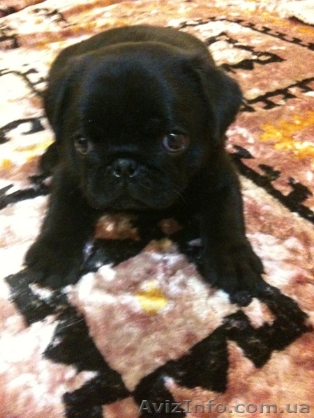 Щенки Мопса От Чемпиона Украины, Киев. - <ro>Изображение</ro><ru>Изображение</ru> #3, <ru>Объявление</ru> #310367