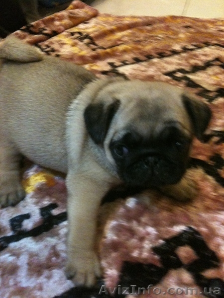 Щенки Мопса От Чемпиона Украины, Киев. - <ro>Изображение</ro><ru>Изображение</ru> #1, <ru>Объявление</ru> #310367