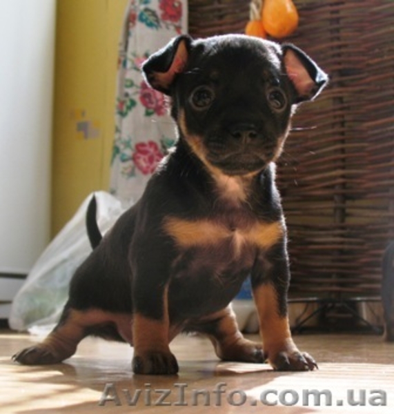 Щенки той-терера - <ro>Изображение</ro><ru>Изображение</ru> #1, <ru>Объявление</ru> #313629