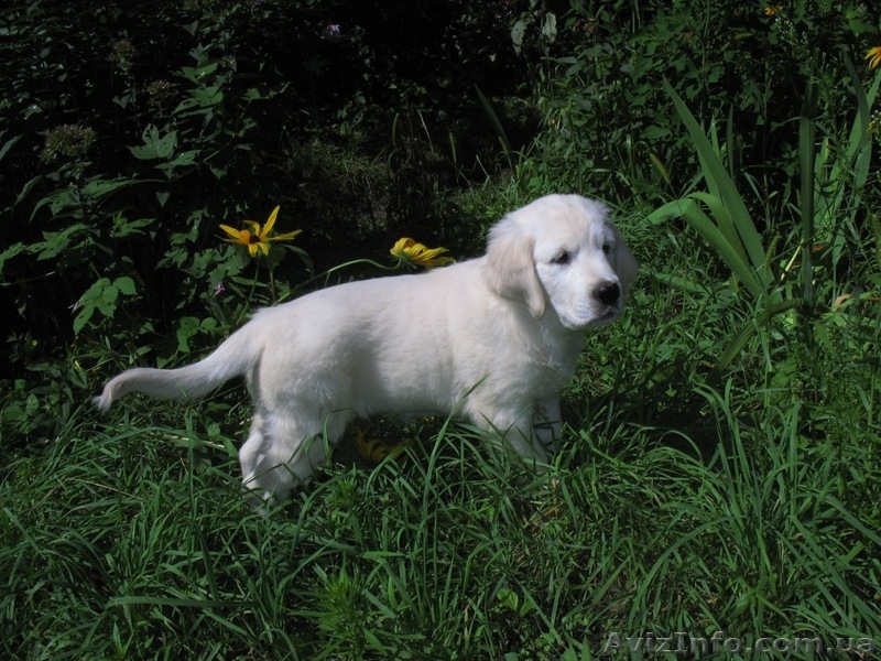 Элитные щенки золотистого ретривера. Питомник GoldenLife. - <ro>Изображение</ro><ru>Изображение</ru> #3, <ru>Объявление</ru> #330479
