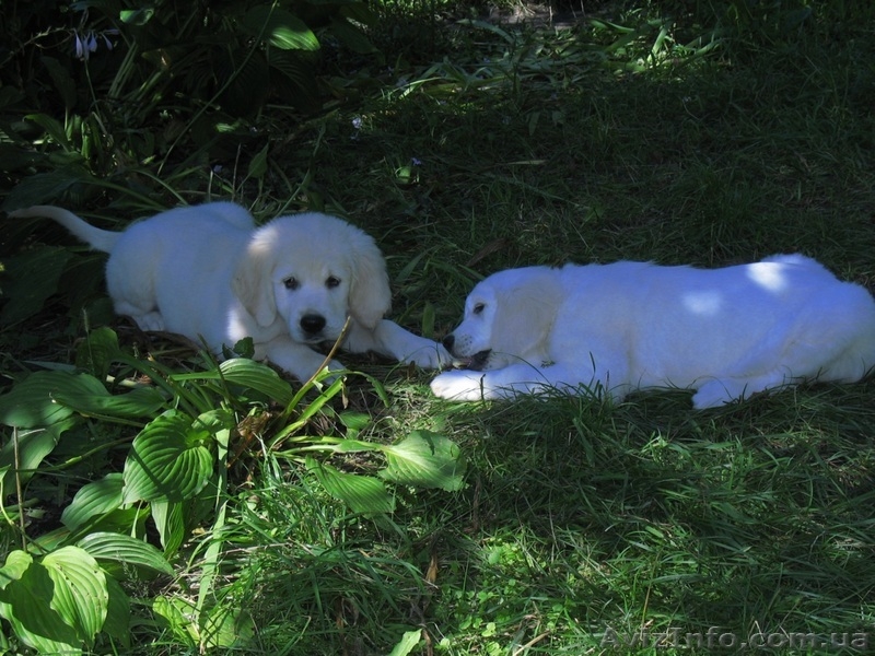 Элитные щенки золотистого ретривера. Питомник GoldenLife. - <ro>Изображение</ro><ru>Изображение</ru> #1, <ru>Объявление</ru> #330479