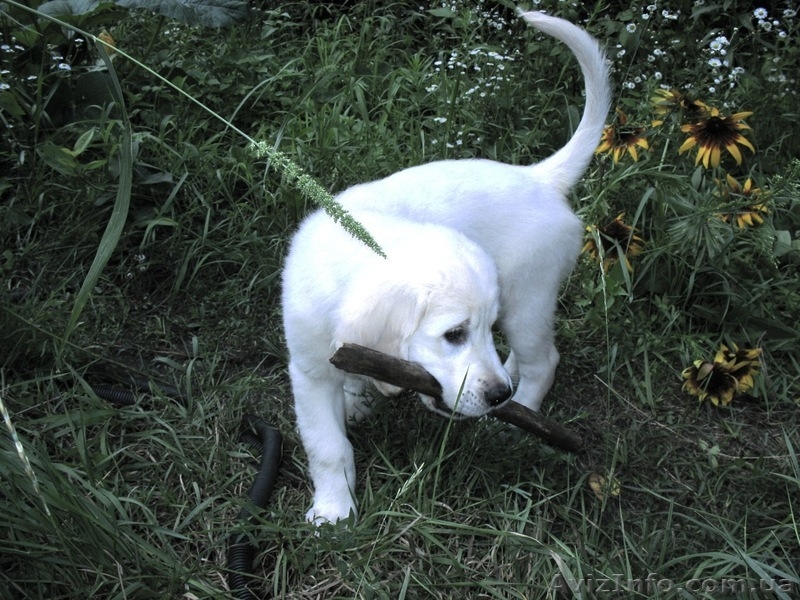 Элитные щенки золотистого ретривера. Питомник GoldenLife. - <ro>Изображение</ro><ru>Изображение</ru> #2, <ru>Объявление</ru> #330479