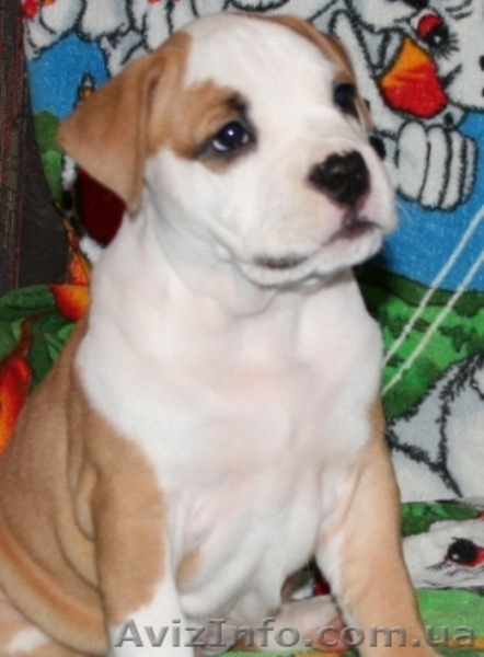 Девочка щенок Ам. Стафф Терьера - <ro>Изображение</ro><ru>Изображение</ru> #4, <ru>Объявление</ru> #35923