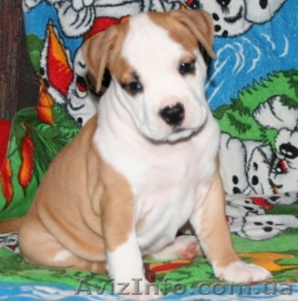 Девочка щенок Ам. Стафф Терьера - <ro>Изображение</ro><ru>Изображение</ru> #6, <ru>Объявление</ru> #35923