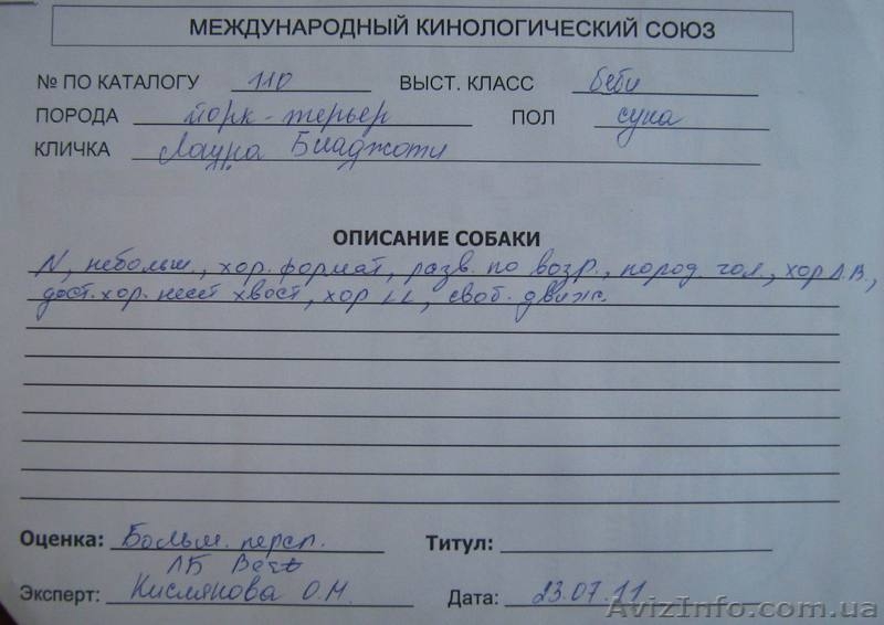 щенки йоркширского терьера, перспективные для выставок, 5 месяцев - <ro>Изображение</ro><ru>Изображение</ru> #8, <ru>Объявление</ru> #336074