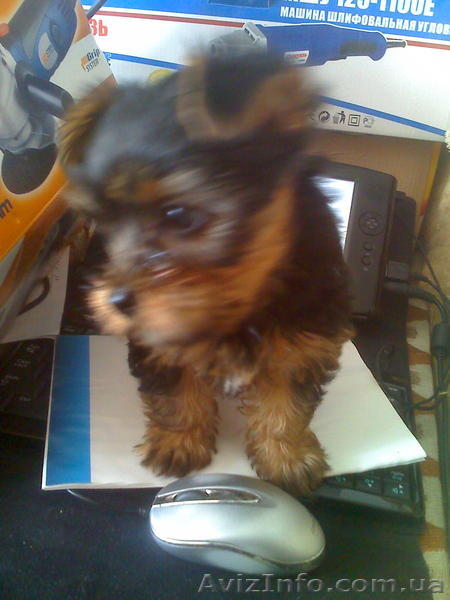 продам выставочных йорков.гарантия качества породы и здоровья.клубные - <ro>Изображение</ro><ru>Изображение</ru> #2, <ru>Объявление</ru> #320059