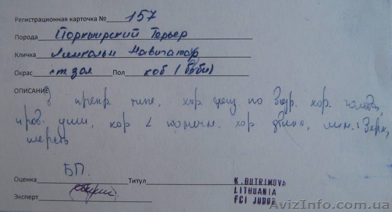 щенки йоркширского терьера, перспективные для выставок, 5 месяцев - <ro>Изображение</ro><ru>Изображение</ru> #3, <ru>Объявление</ru> #336074