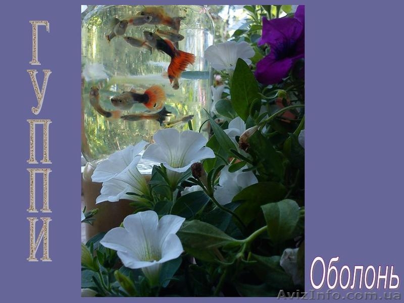Аквариумная рыбка - гуппи. Оболонь. даром - <ro>Изображение</ro><ru>Изображение</ru> #1, <ru>Объявление</ru> #328052