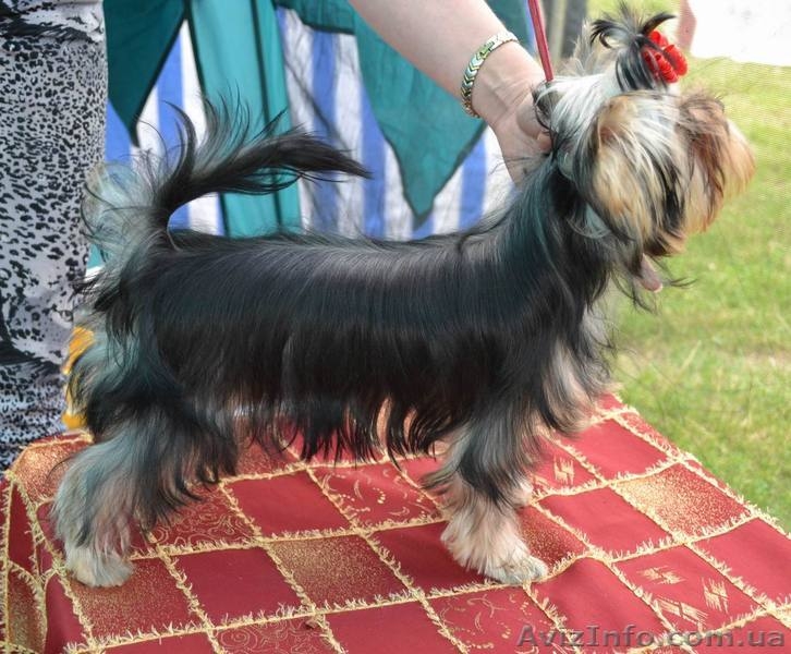 щенки йоркширского терьера, перспективные для выставок, 5 месяцев - <ro>Изображение</ro><ru>Изображение</ru> #2, <ru>Объявление</ru> #336074